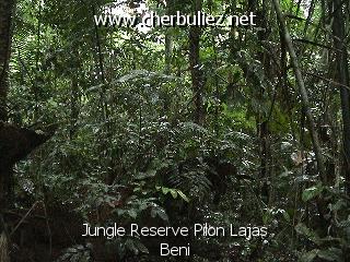 légende: Jungle Reserve Pilon Lajas Beni
qualityCode=raw
sizeCode=half

Données de l'image originale:
Taille originale: 181759 bytes
Temps d'exposition: 1/50 s
Diaph: f/180/100
Heure de prise de vue: 2003:06:17 13:48:00
Flash: non
Focale: 42/10 mm
